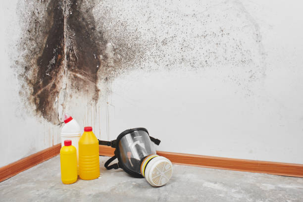 Mold Removal Process in Ethete, WY