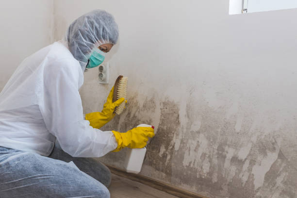Best Commercial Mold Removal  in Ethete, WY