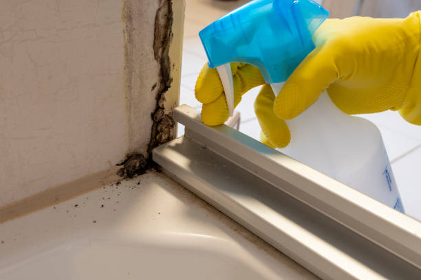 Trusted Ethete, WY Mold Removal Experts