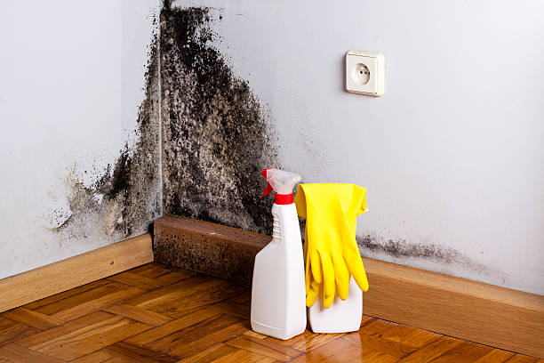 Best Mold Remediation  in Ethete, WY