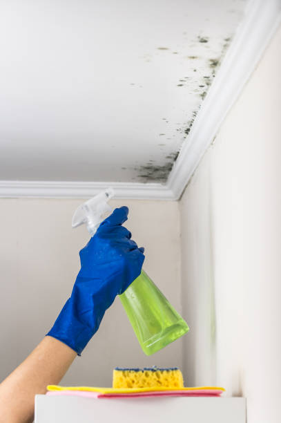 Best Mold Damage Repair  in Ethete, WY