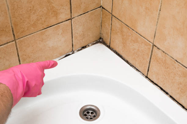 Best Local Mold Removal Service  in Ethete, WY